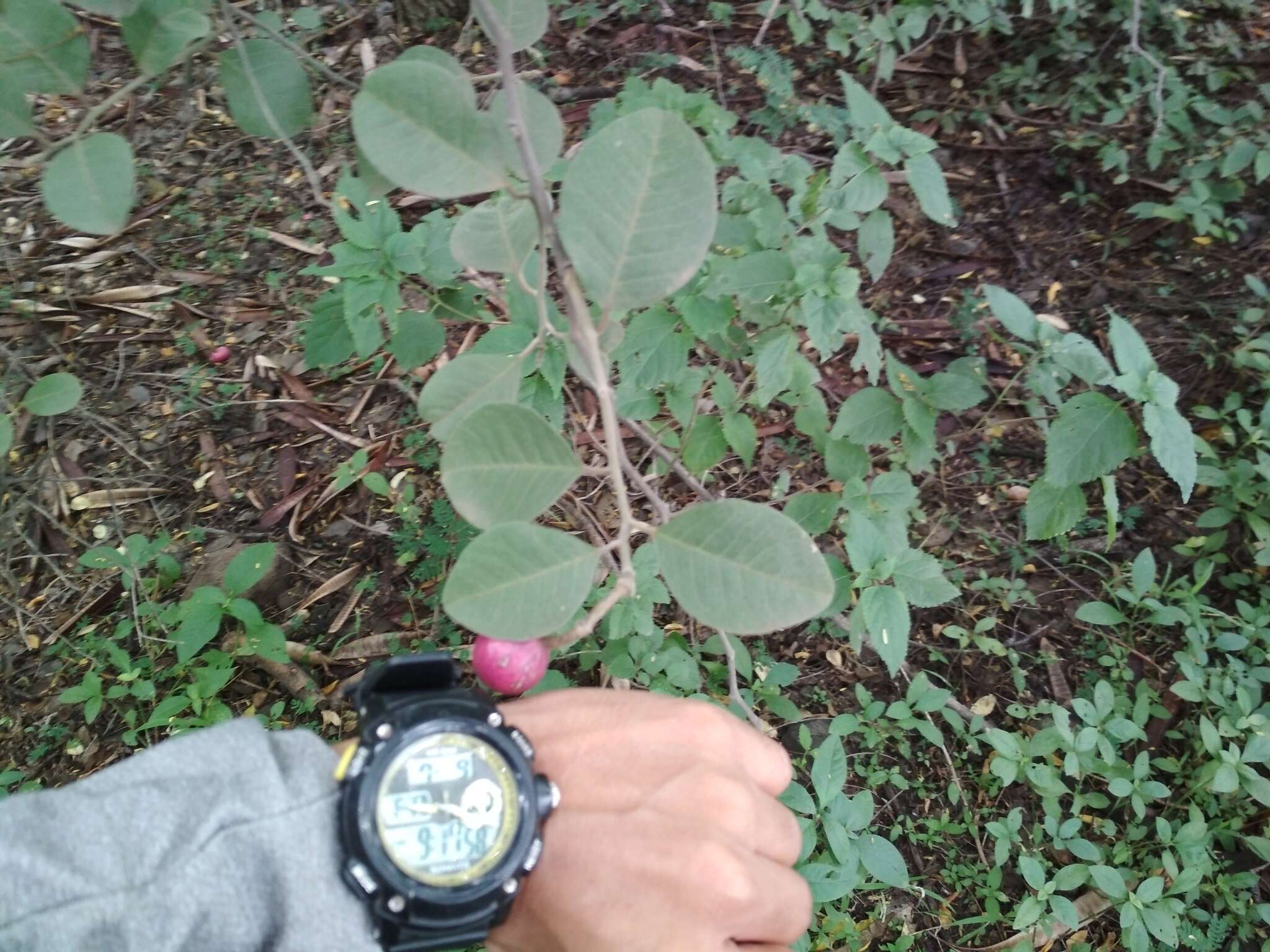 Image de Capparis grandis L. fil.