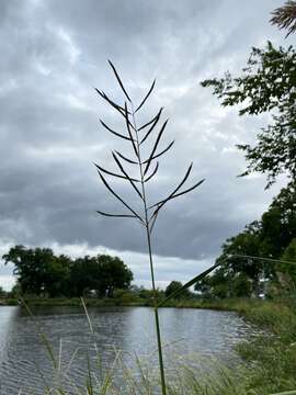 Image of Big Cord Grass