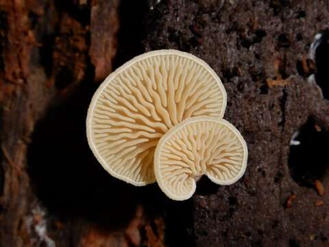 Image of Hohenbuehelia ligulata (E. Horak) J. A. Cooper 2014