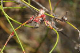 Image of Lyginia barbata R. Br.