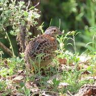 Image of Turnix varius varius (Latham 1801)