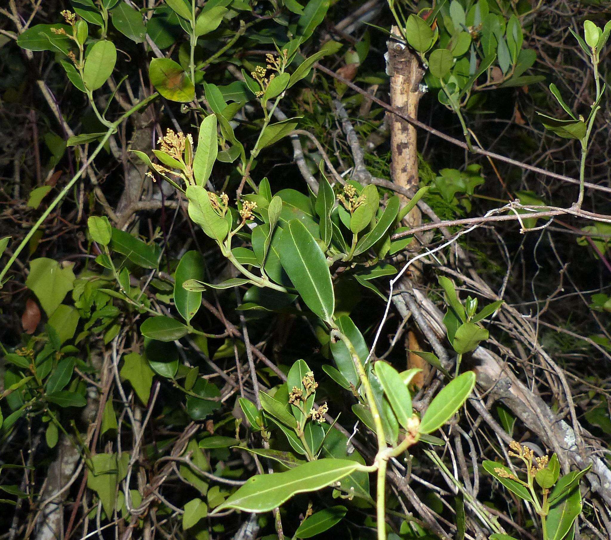 Image of Secamone alpini Schultes