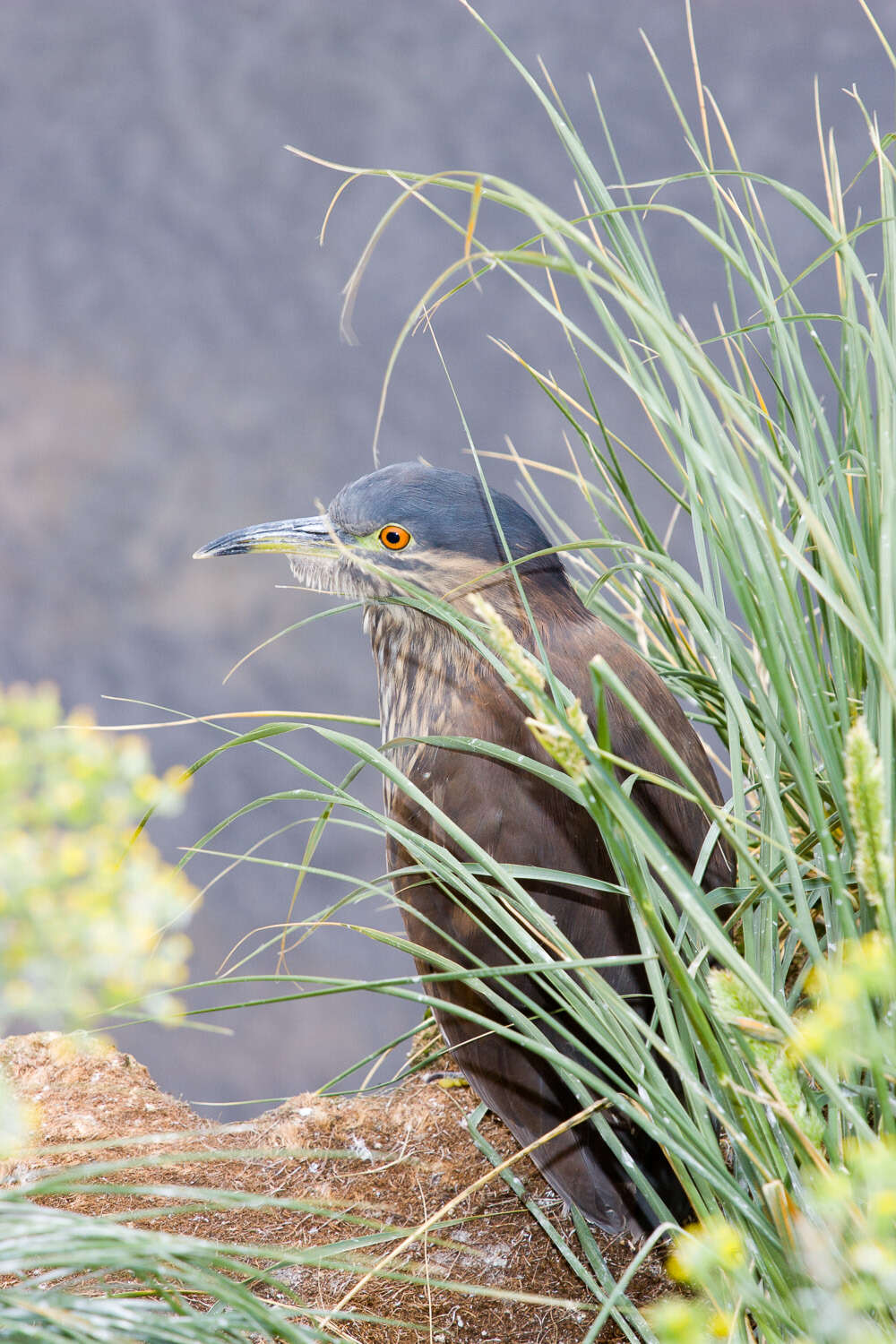 Image of black-crowned night-heron