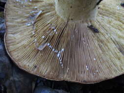 Слика од Lactarius argillaceifolius Hesler & A. H. Sm. 1979