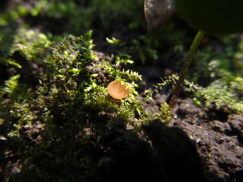 Image of Sclerotinia sclerotiorum (Lib.) de Bary 1884