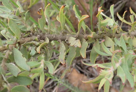 Image of arid pincushion