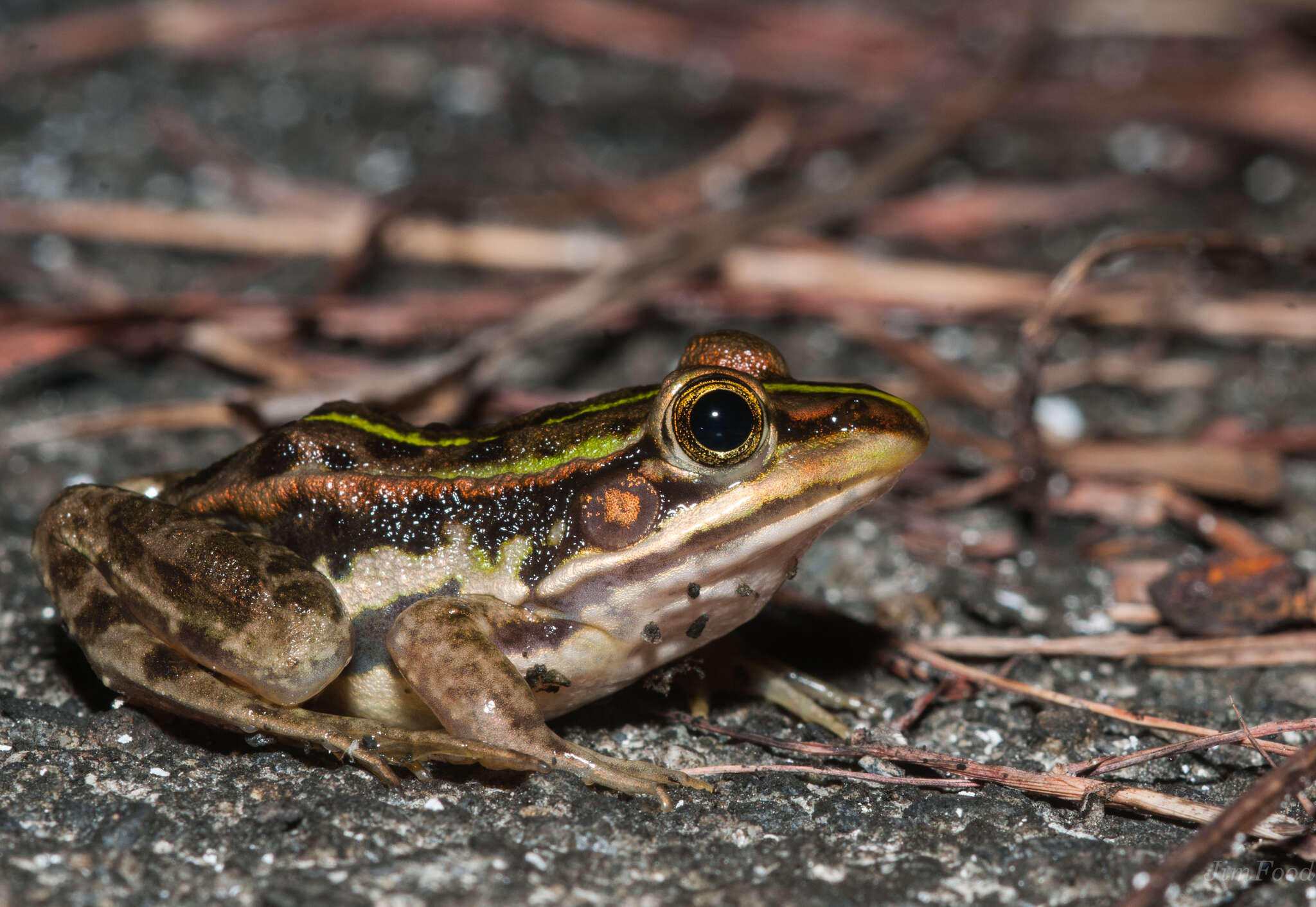 Image of Fukien Gold-striped Pond Frog