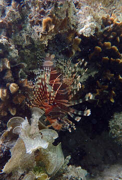 Dendrochirus zebra (Cuvier 1829) resmi