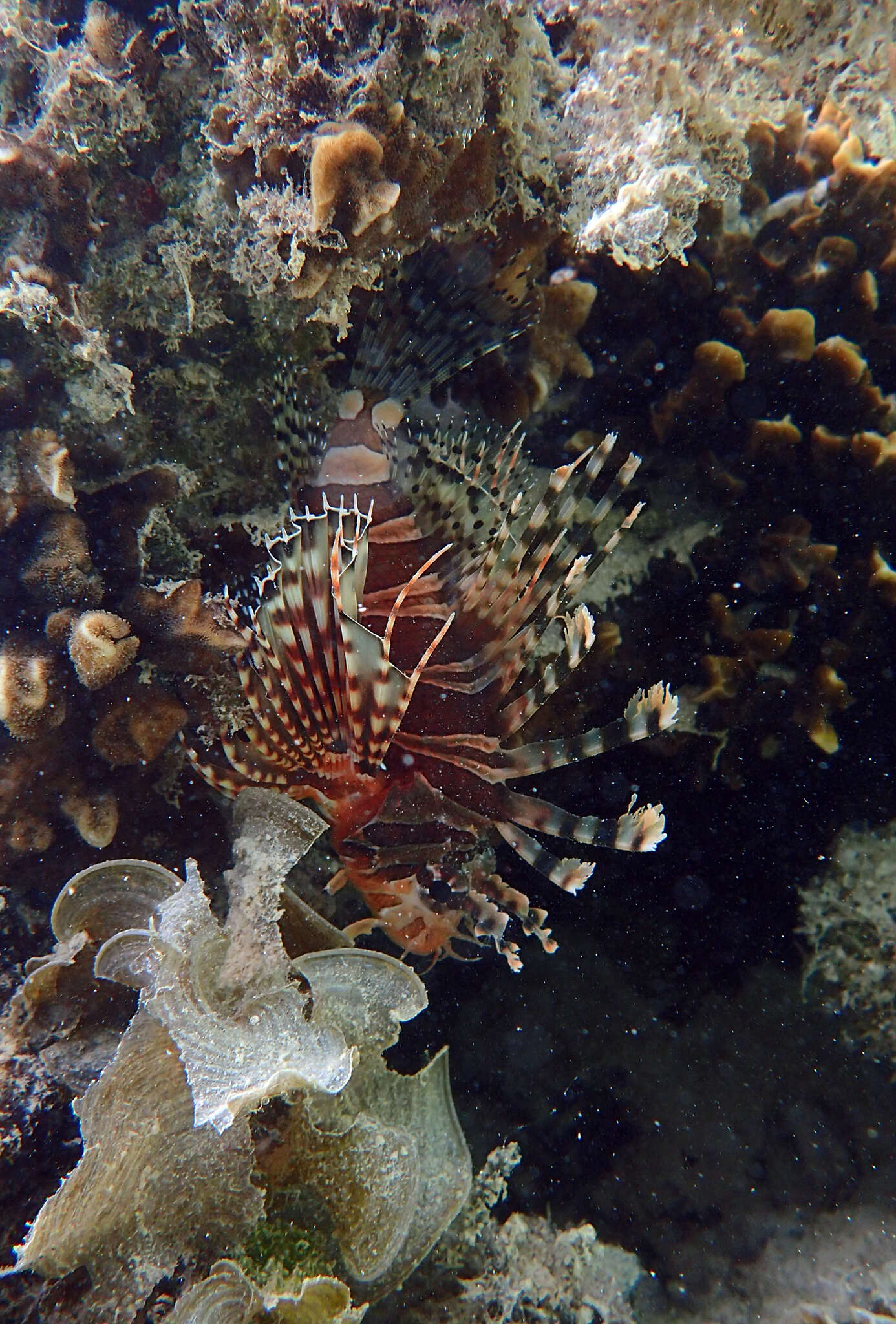 Image of Zebra lionfish