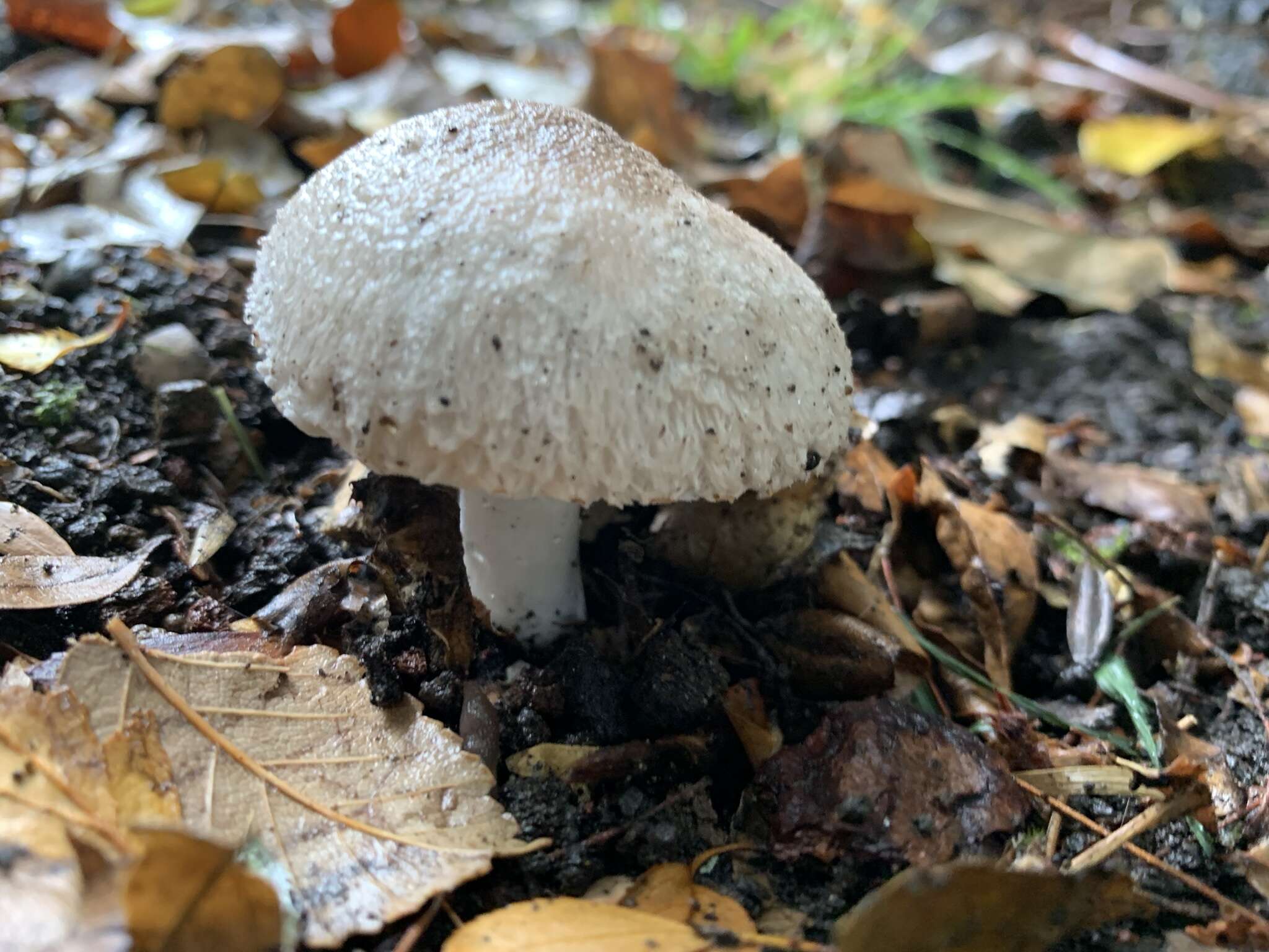 Leucoagaricus barssii (Zeller) Vellinga 2000 resmi