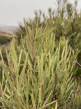 Image of ornithostaphylos