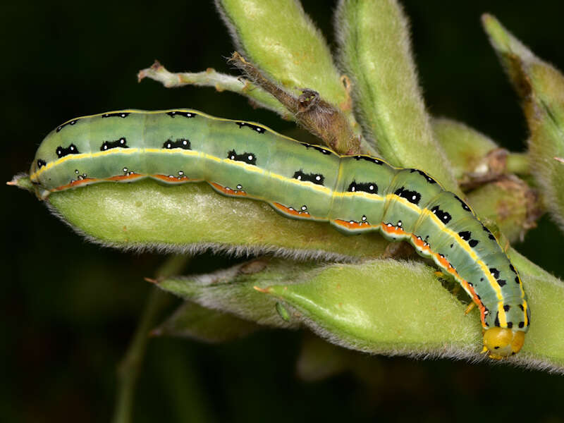 Image of Sword-grass moth