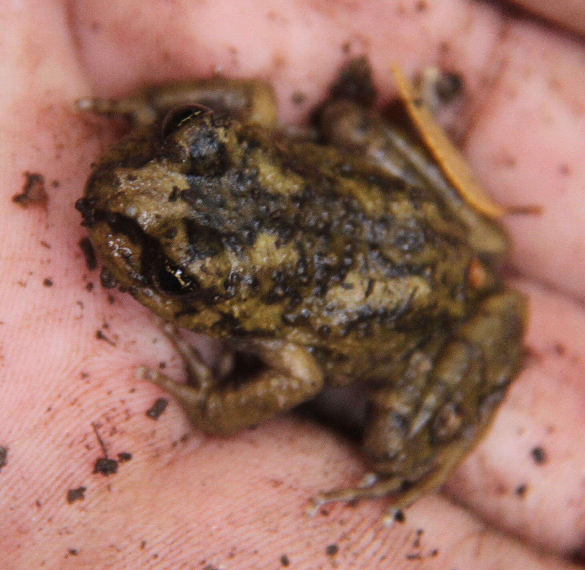 Image of Cabreria Spiny-chest Frog