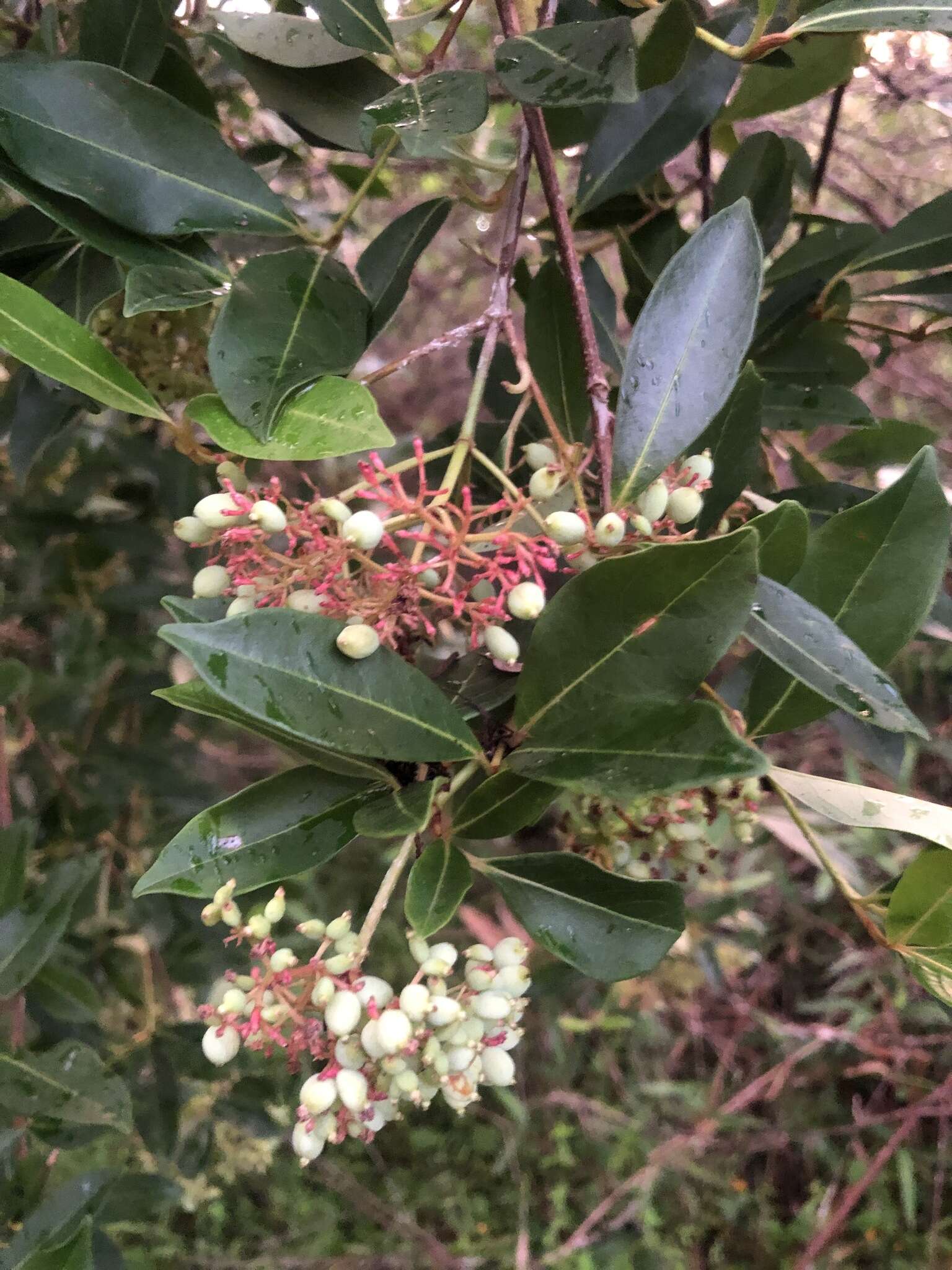 Viburnum nudum var. cassinoides (L.) Torr. & A. Gray的圖片