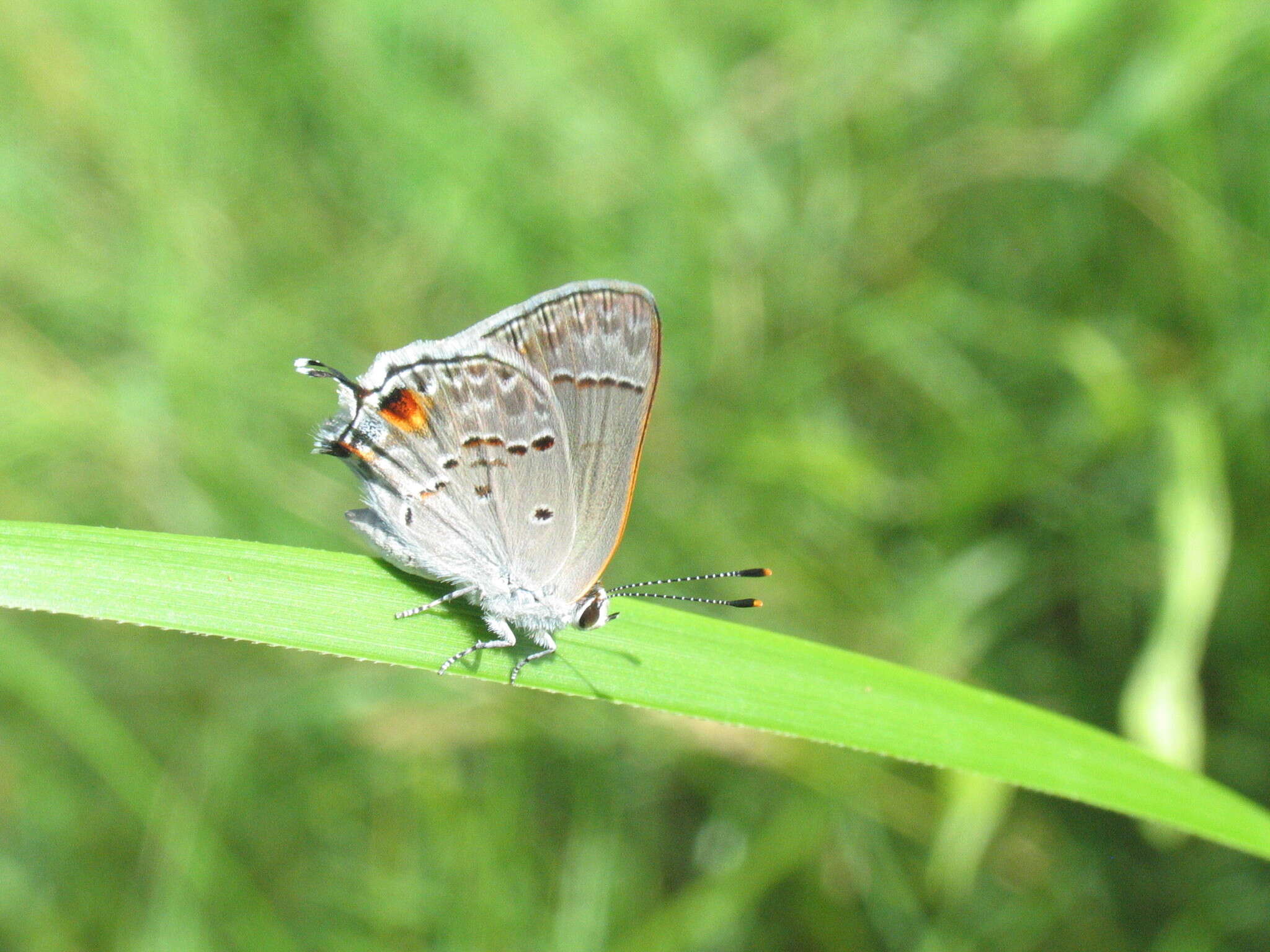 Image of Strymon istapa modesta (Maynard 1873)