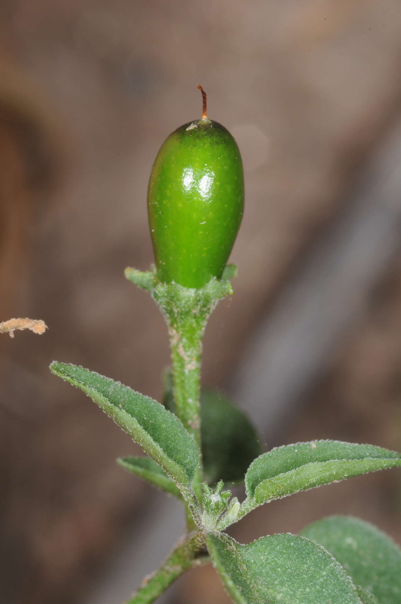 Image of Capsicum chacoense A. T. Hunziker