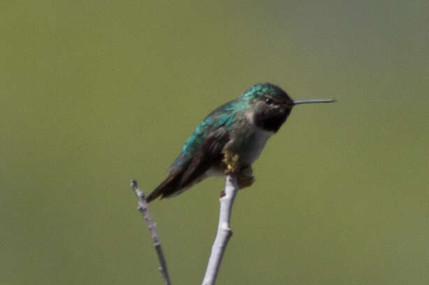 Image of Broad-tailed Hummingbird