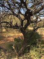 Image of Vachellia nilotica subsp. kraussiana (Benth.) Kyal. & Boatwr.