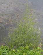 Image of Asian Water-Plantain