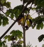 Image of Fiery-billed Aracari