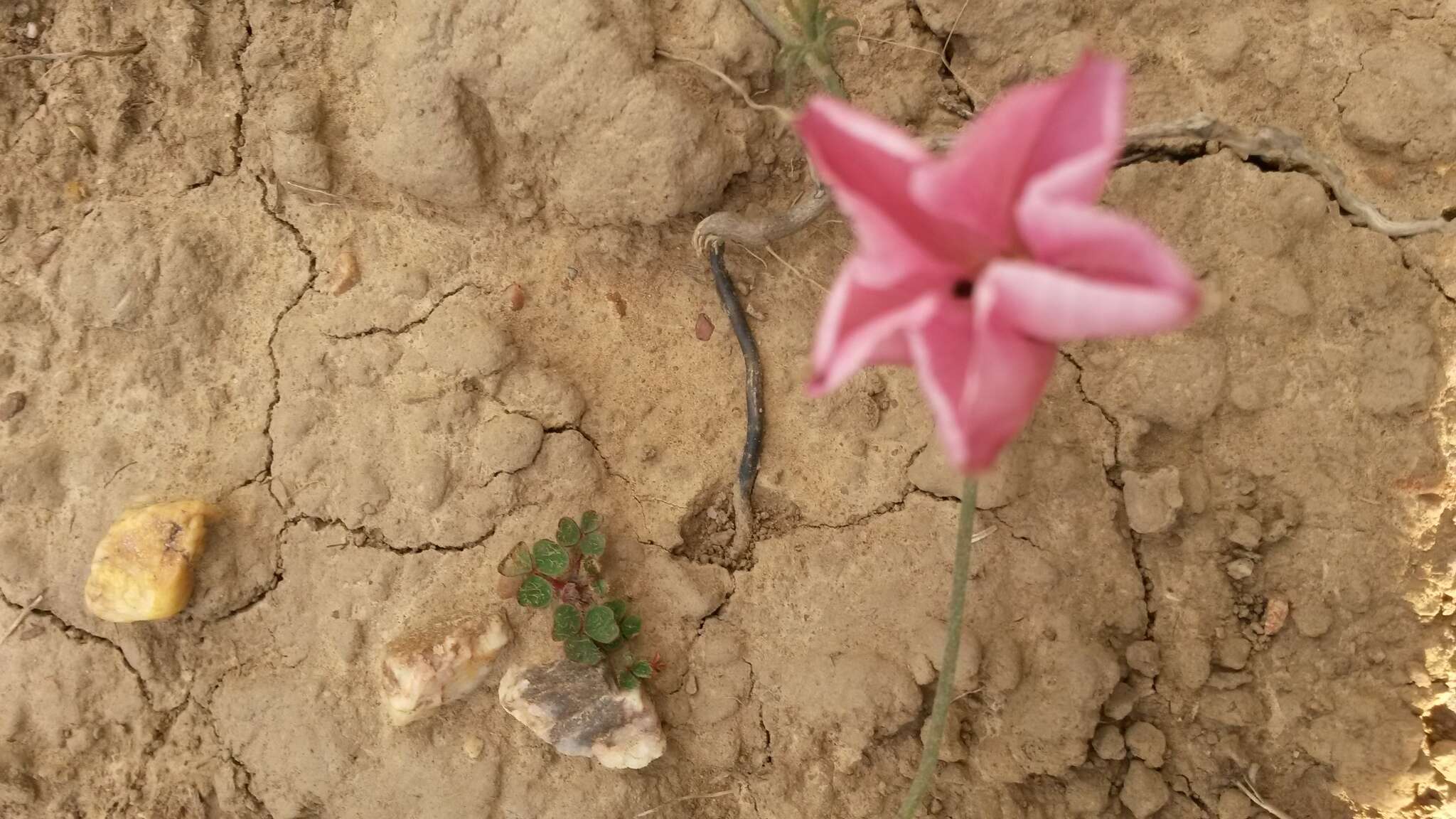 Image of Convolvulus capensis Burm. fil.