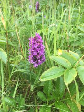 Image of Northern Marsh-orchid