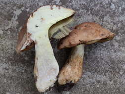 Image of Boletus huronensis A. H. Sm. & Thiers 1971