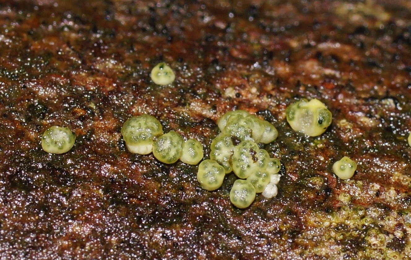 Image of Trichoderma gelatinosum P. Chaverri & Samuels 2003