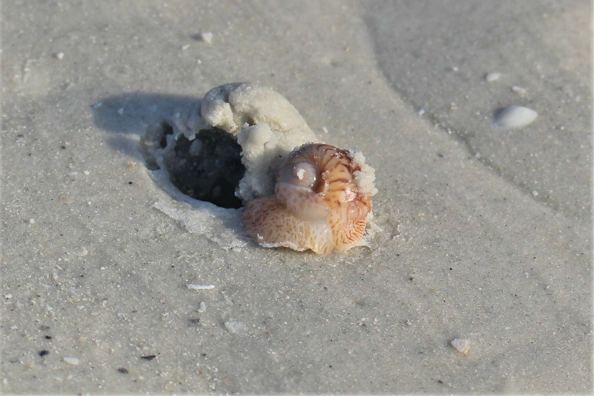 Image of colorful Atlantic moonsnail