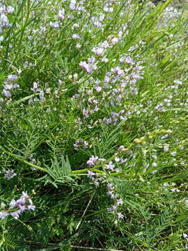 Imagem de Astragalus sulcatus L.