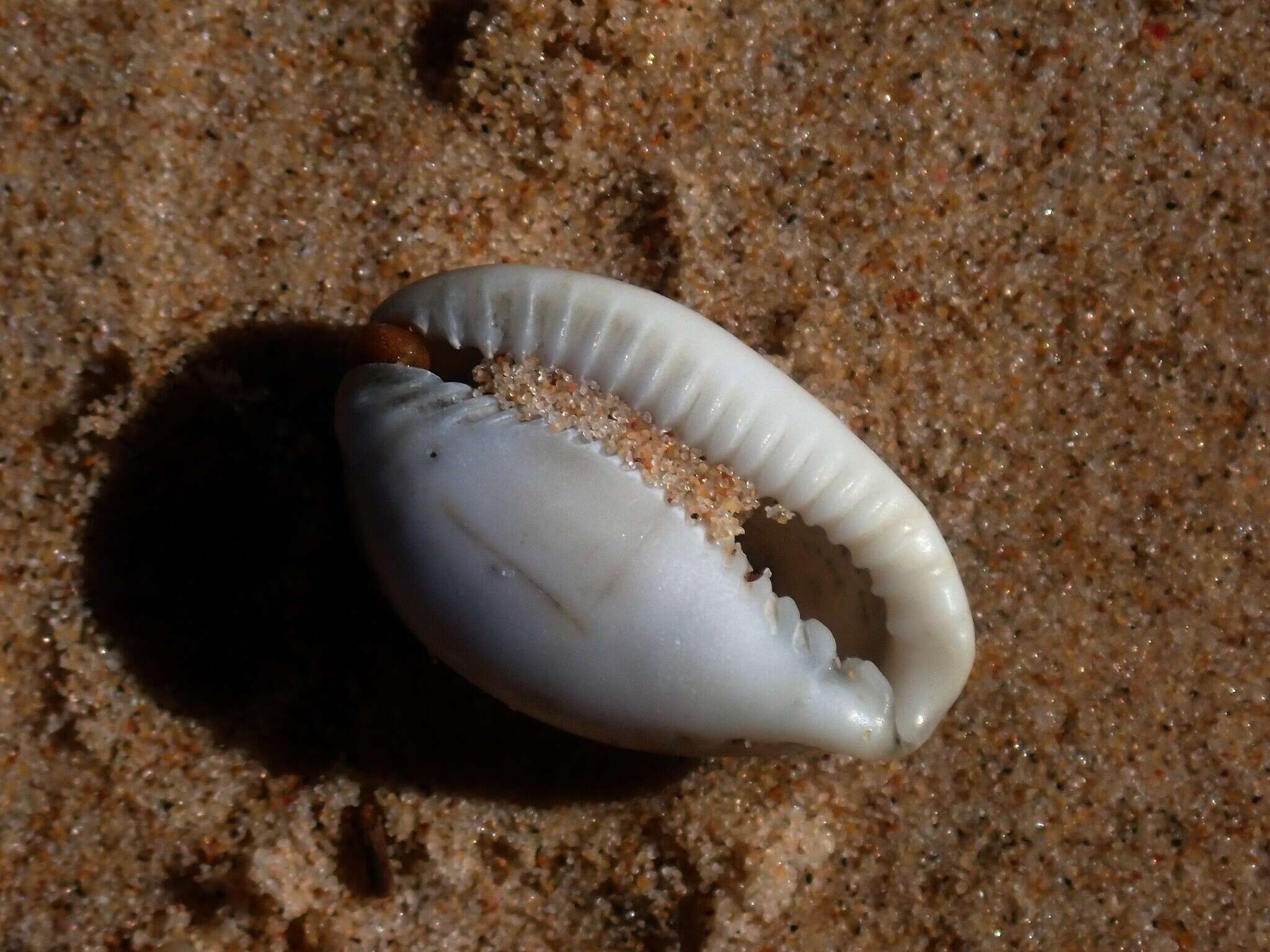 Image of separated cowry (from spurca and gangranosa)