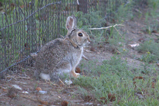 Image of Mountain Cottontail