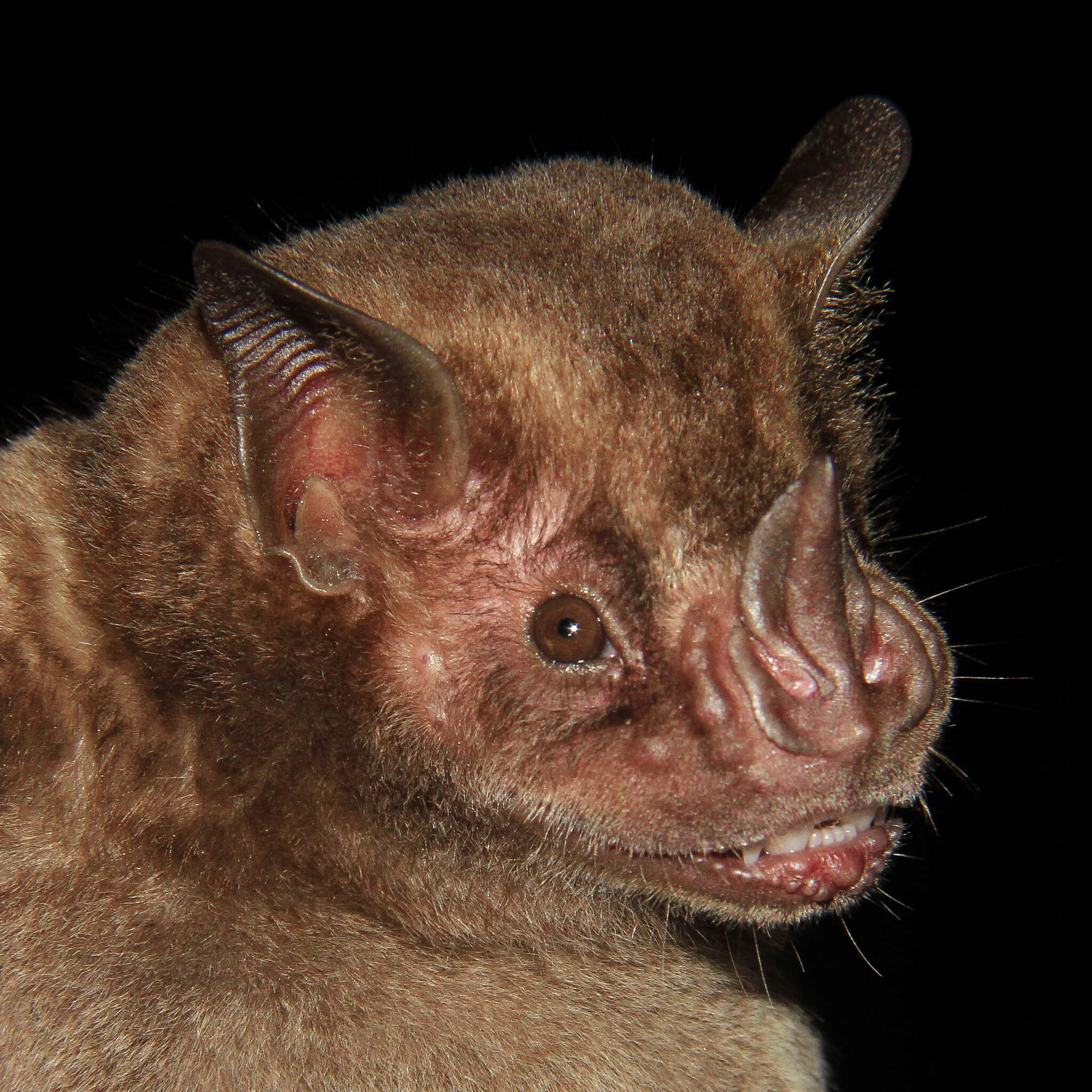 Image of fringed fruit-eating bat