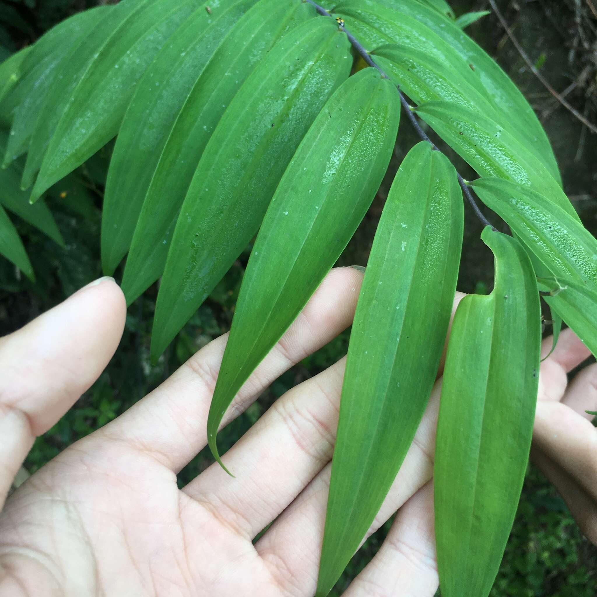 Image of Polygonatum arisanense Hayata