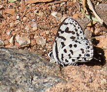 Image of Tuxentius calice (Hopffer 1855)