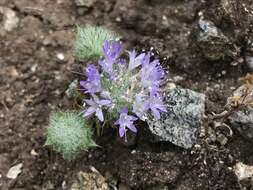 Image of Calistoga pincushionplant