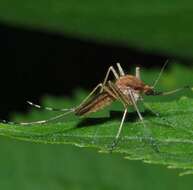 Image of Aedes flavescens (Muller 1764)