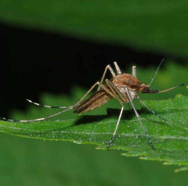 Image of Aedes flavescens (Muller 1764)