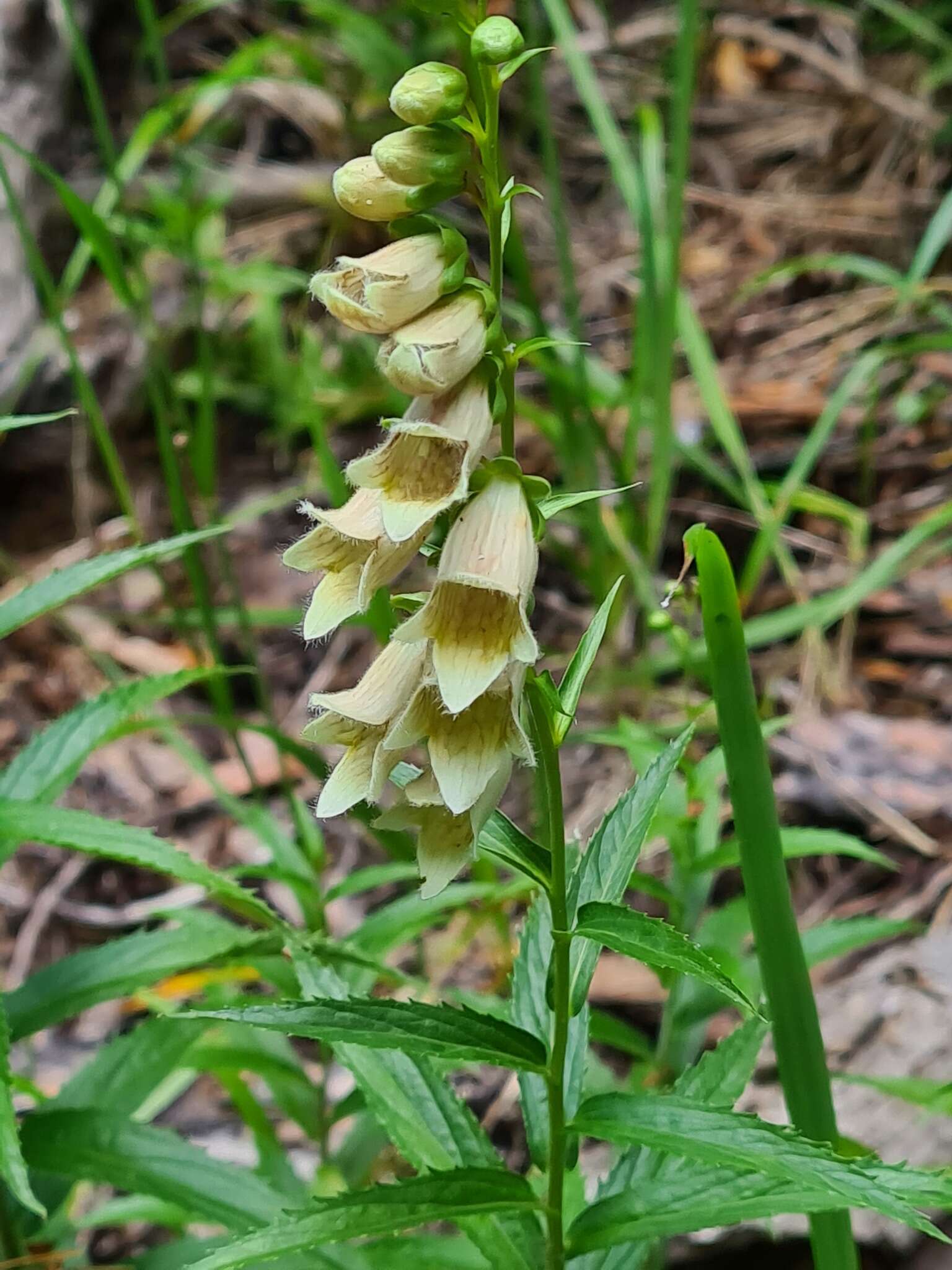 Imagem de Digitalis ciliata Trautv.