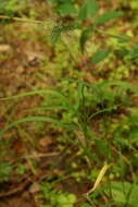 Plancia ëd Muhlenbergia japonica Steud.