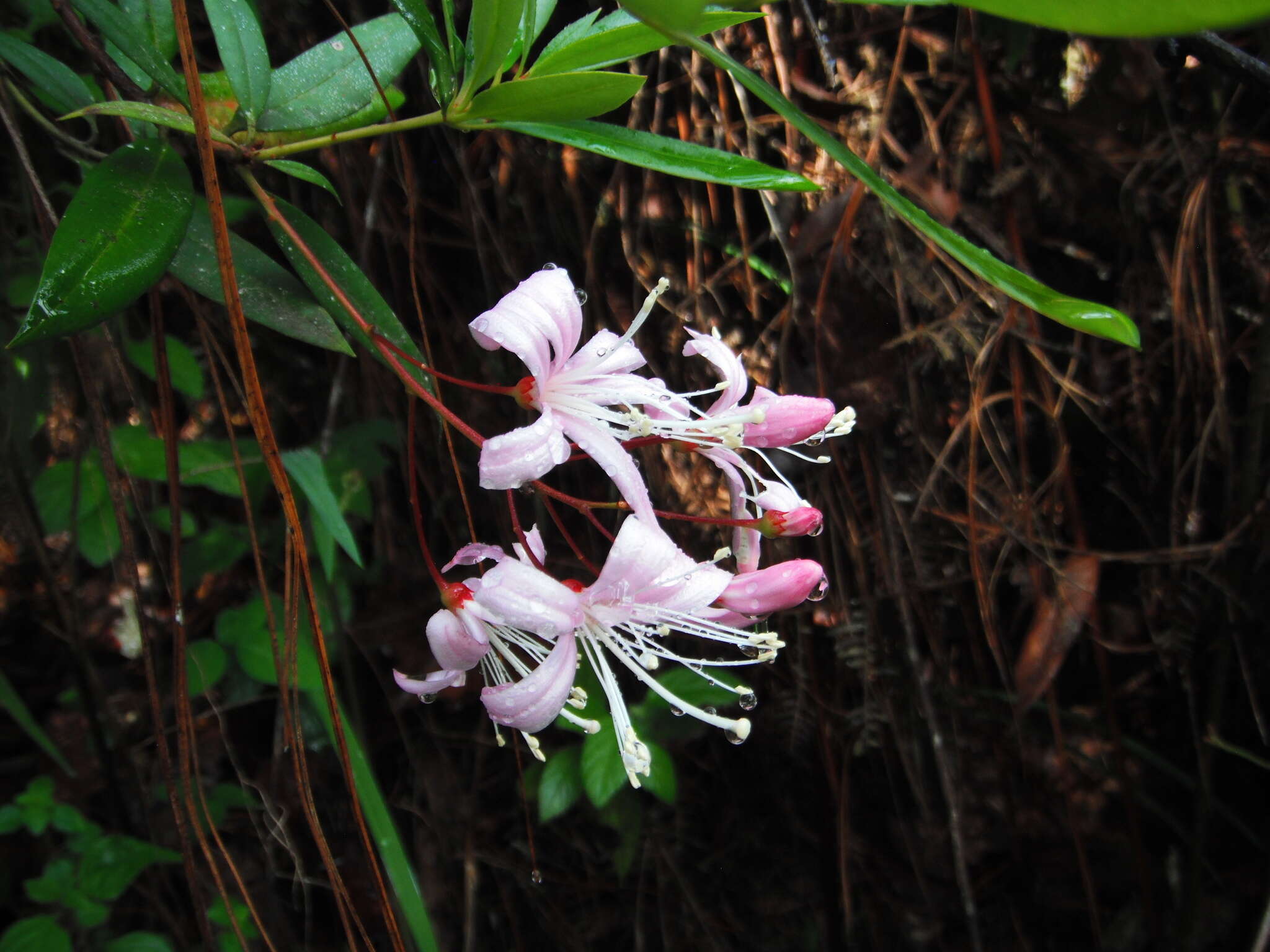 Image of Bejaria aestuans L.