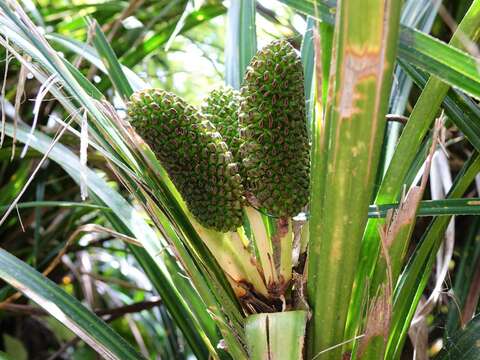 Image of Freycinetia banksii A. Cunn.