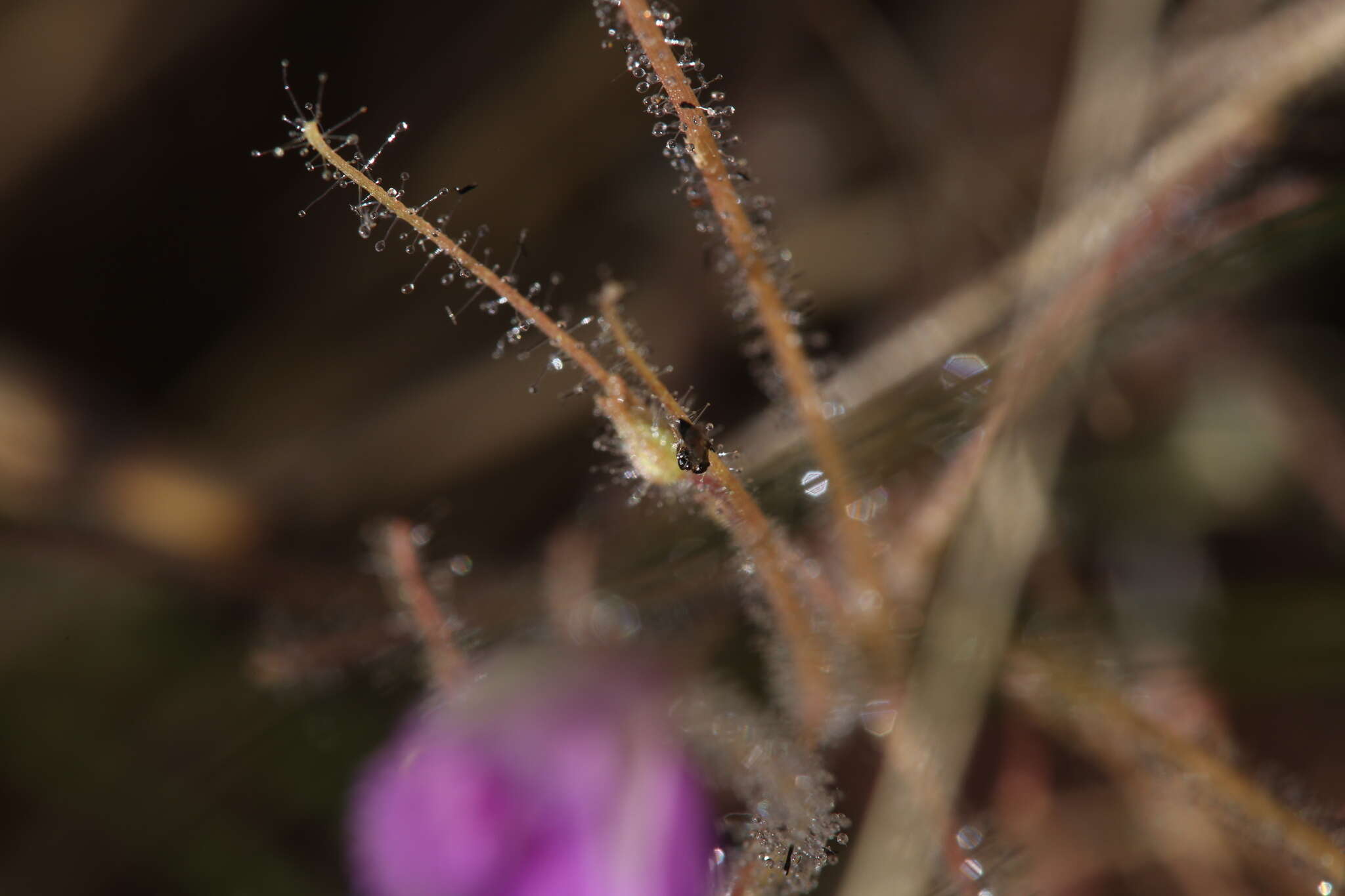 Image of Byblis filifolia Planch.