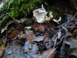 Image of Cantharellus insignis (Cooke) Corner 1966