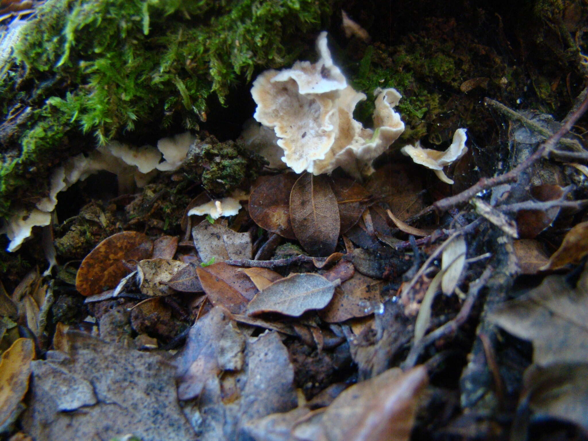 Image de Cantharellus insignis (Cooke) Corner 1966