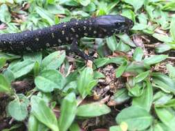 Image of Costa Rican Tropical Night Lizard