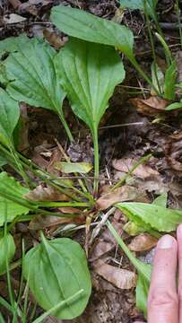 Image of blackseed plantain