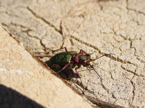 Image of Cicindela (Cicindela) campestris olivieria Brullé 1832