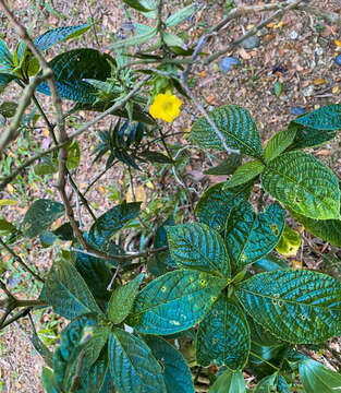 Strobilanthes phyllostachyus Kurz的圖片