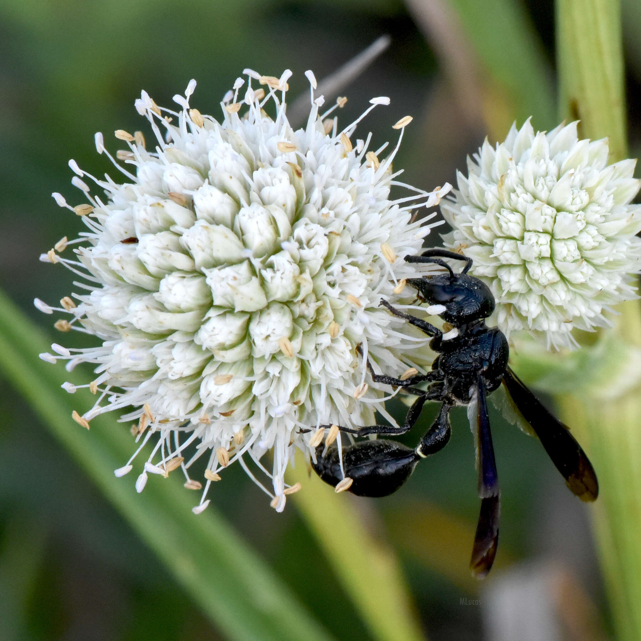 Plancia ëd <i>Zethus <i>spinipes</i></i> spinipes